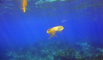 Aurelia_aurita