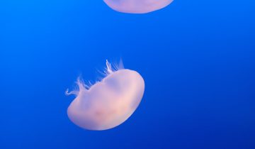Aurelia_labiata