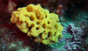 Axinella_damicornis