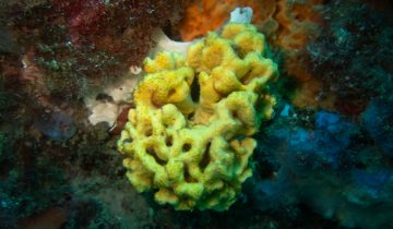 Axinella_damicornis