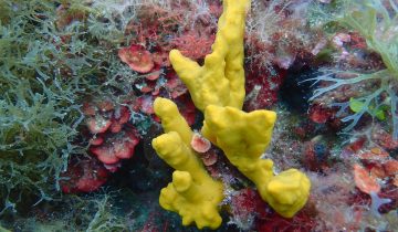 Axinella_verrucosa