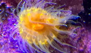 Balanophyllia_elegans