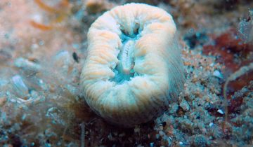 Balanophyllia_europaea