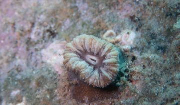 Balanophyllia_europaea