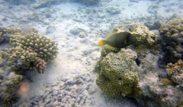 Balistapus_undulatus