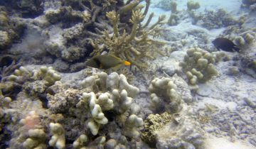 Balistapus_undulatus