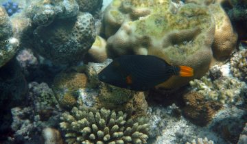 Balistapus_undulatus