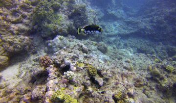 Balistoides_conspicillum