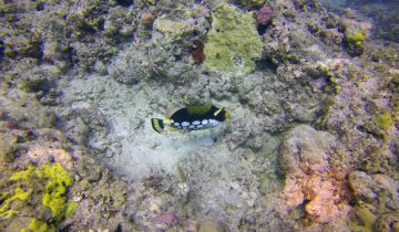 Balistoides_conspicillum