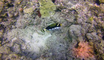 Balistoides_conspicillum