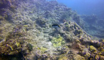 Balistoides_conspicillum
