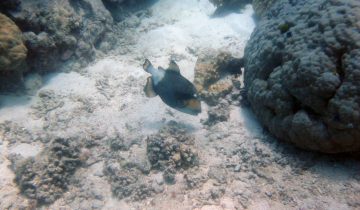 Balistoides_viridescens