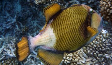 Balistoides_viridescens
