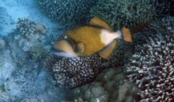 Balistoides_viridescens