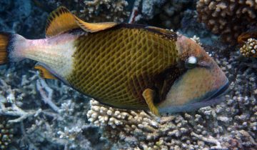 Balistoides_viridescens