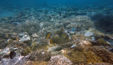 Balistoides_viridescens