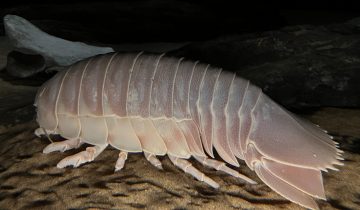 Bathynomus_giganteus