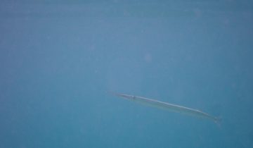 Belone_belone_004_L_Sant-Pol-de-Mar_U_Sebas_16082025