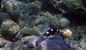 Bodianus_axillaris