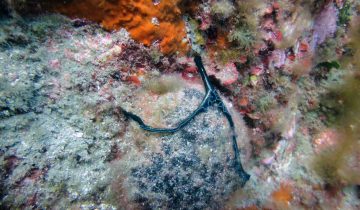 Bonellia_viridis