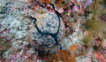 Bonellia_viridis