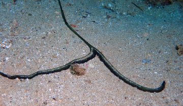 Bonellia_viridis