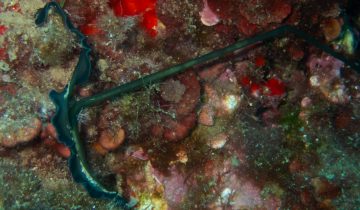 Bonellia_viridis