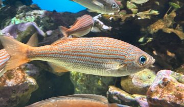 Brachygenys_californiensis