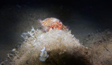 Calliactis_parasitica