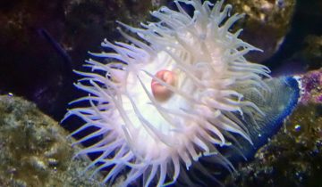 Calliactis_parasitica