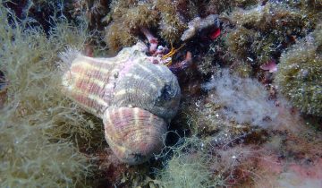 Calliactis_parasitica