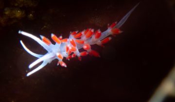 Calmella_cavolini