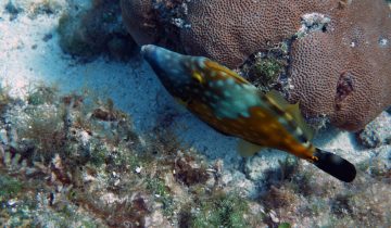 Cantherhines_macrocerus