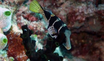 Canthigaster_valentini