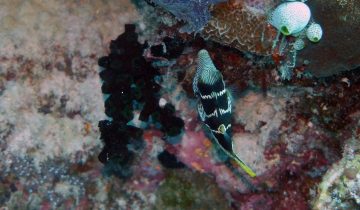 Canthigaster_valentini