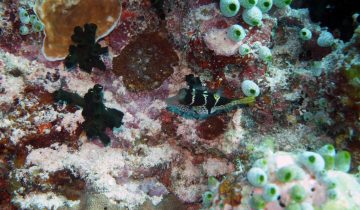 Canthigaster_valentini