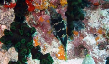 Canthigaster_valentini
