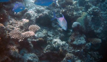 Carangoides_ferdau