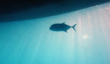 Caranx_lugubris