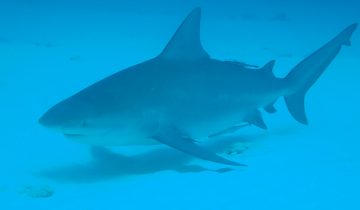 Carcharhinus_leucas