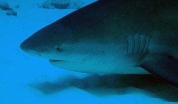 Carcharhinus_leucas