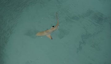 Carcharhinus_melanopterus