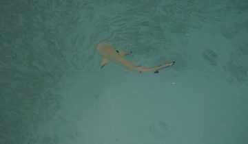 Carcharhinus_melanopterus