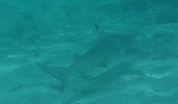Carcharhinus_melanopterus