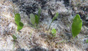 Caulerpa_prolifera