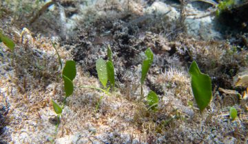 Caulerpa_prolifera