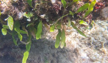Caulerpa_prolifera