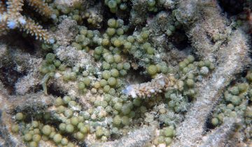 Caulerpa_racemosa