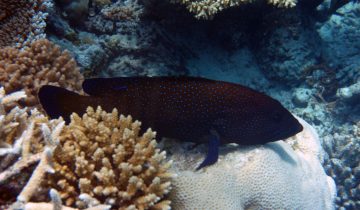 Cephalopholis_argus