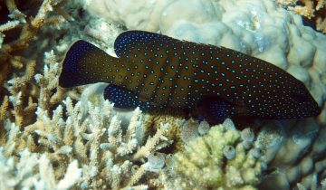 Cephalopholis_argus